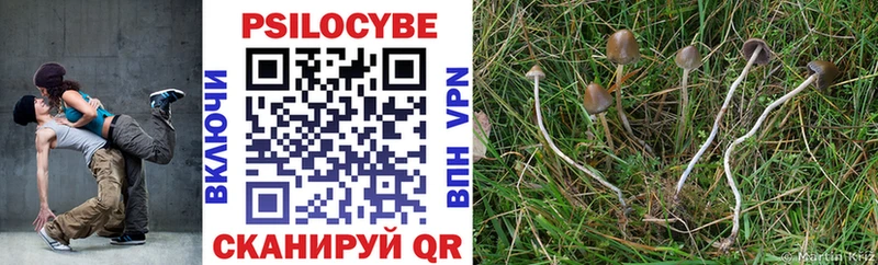 Галлюциногенные грибы Psilocybe  Купить закладки  Гурьевск 